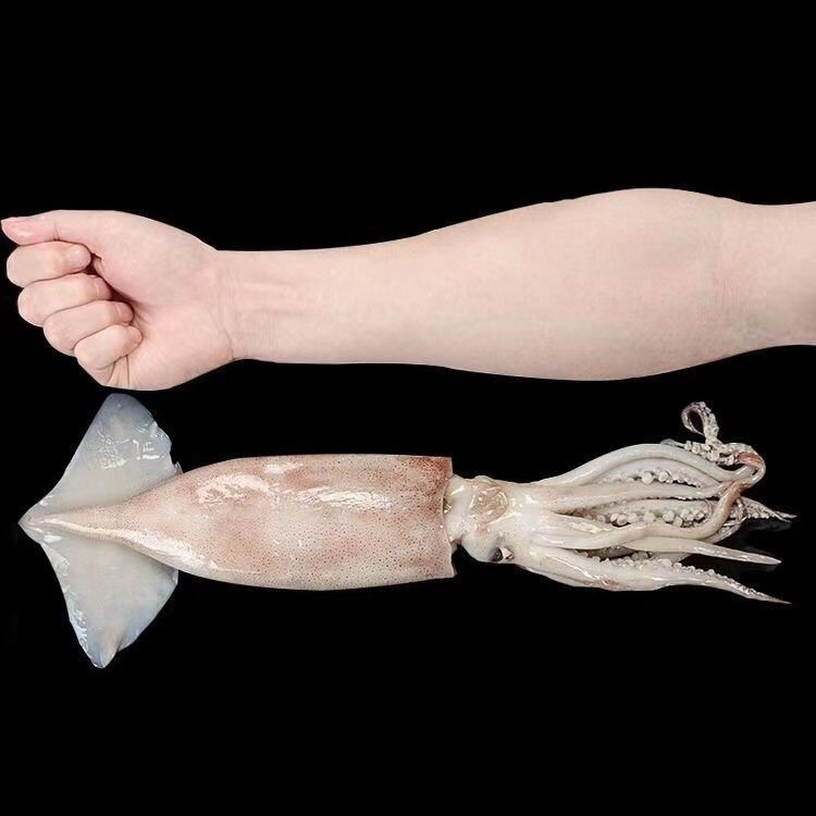 整只大鱿鱼活冻速冻野生鱿鱼乌贼章鱼八爪鱼迷你八爪烧烤火锅 八斤