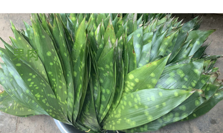 端午粽子叶新鲜粽叶大叶花粽叶米粽叶一叶兰竹叶粽叶批发 大粽叶一张