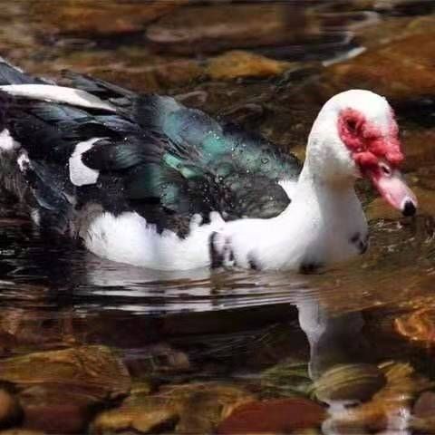 农家散养黑番鸭红嘴鸭豚鸭鲜活现杀 黑羽毛番鸭6-7斤一只【图片 价格