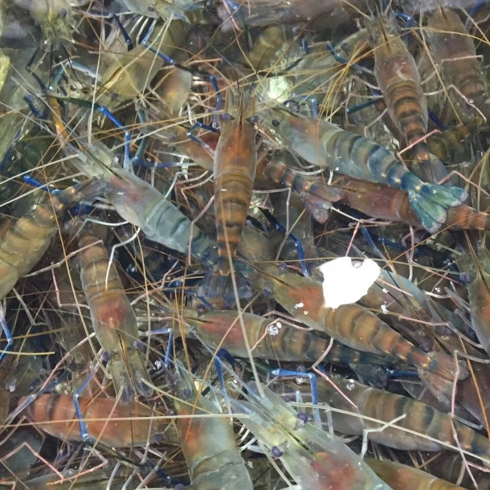 lism野生大河虾罗氏虾大头虾新鲜活虾速冻海鲜烧烤淡水大虾批发1000特