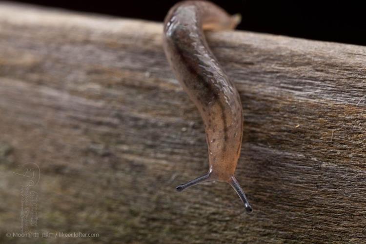 80四聚乙醛粉剂四聚乙酫喷雾杀灭蜗牛药鼻涕虫杀虫剂专用杀螺剂750g
