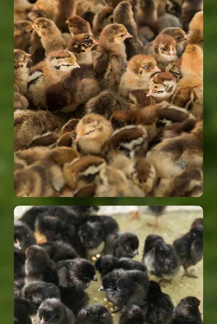 鸡苗批发小鸡活鸡仔土鸡五黑鸡活体柴鸡肉鸡三黄鸡青脚麻鸡幼苗 黑