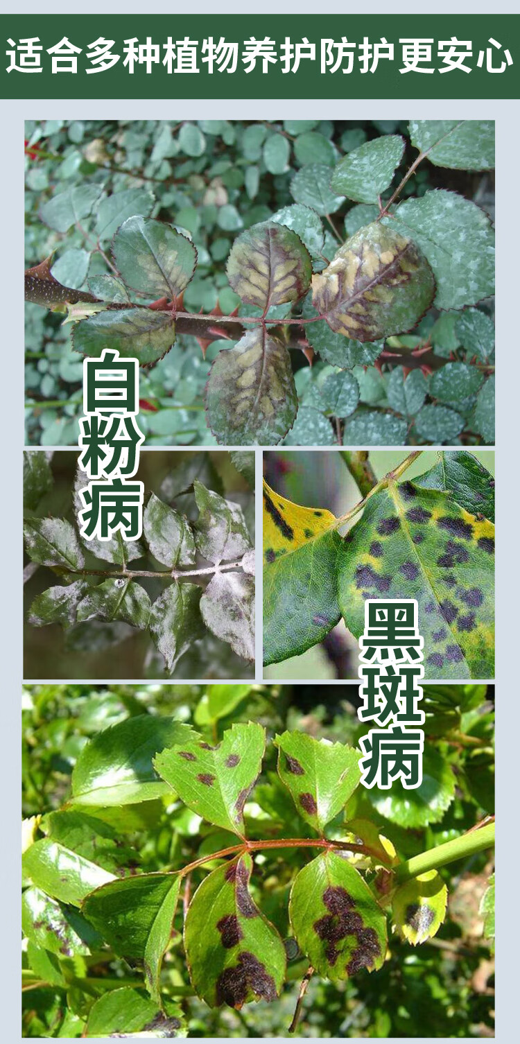 多菌菌灵多肉白粉病月季黑斑病专用药百菌清花卉药剂多菌灵剂 51ml