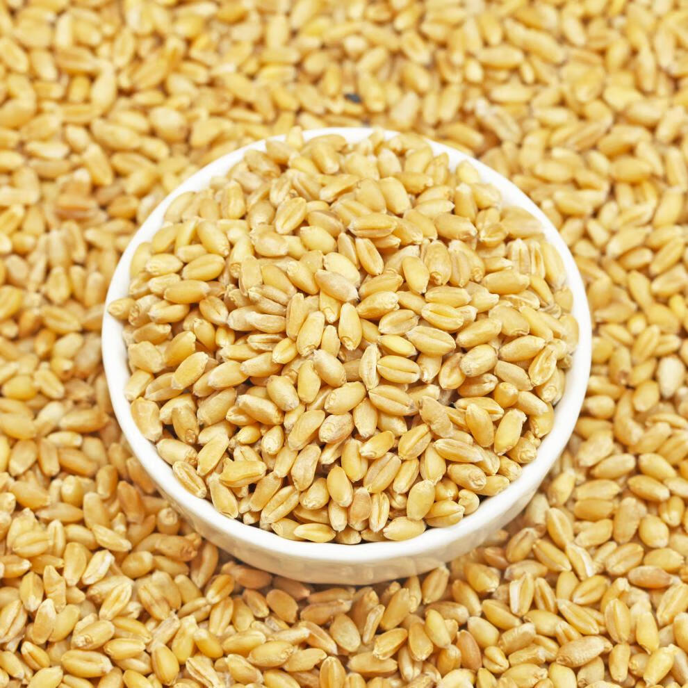 带皮小麦粒5斤农家自产 磨面食用麦酱小麦苗种子发芽麦草种籽麦子