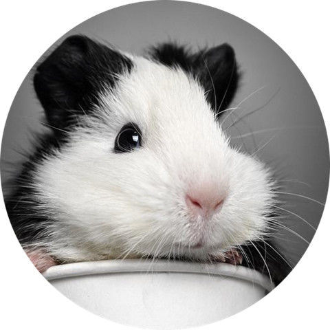 荷兰鼠活体豚鼠活物豚猪天竺鼠黑豚鼠荷兰兔白豚彩豚宠物 试吃粮 中华
