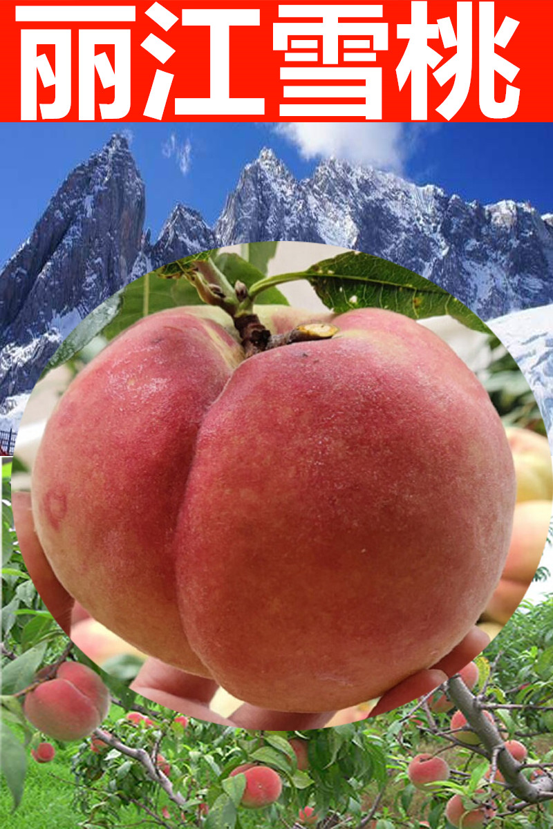 媚调 云南丽江雪桃 新鲜水果12-16个10斤装送礼 4枚 大果【图片 价格