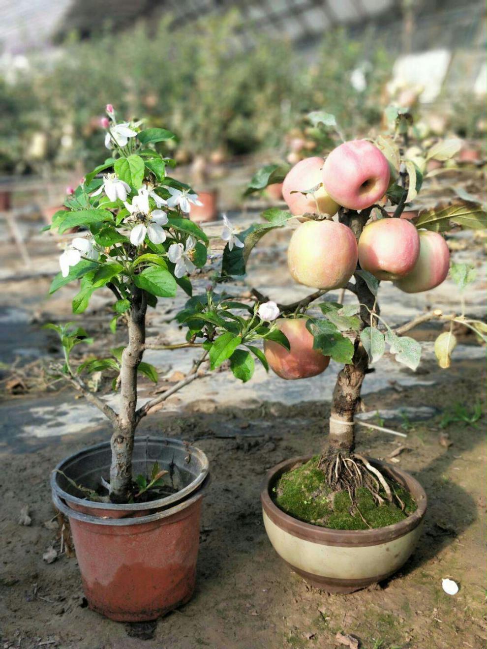 南北方种植黑钻盆景树桩苗当年结果苗 8年矮化苹果苗【拍下备注品种】