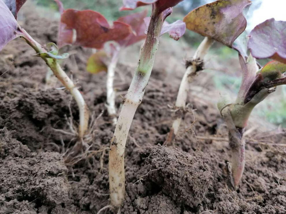 折耳根种子鱼腥草种子种籽种苗新鲜盆栽四季种根贵州500g装 2000g