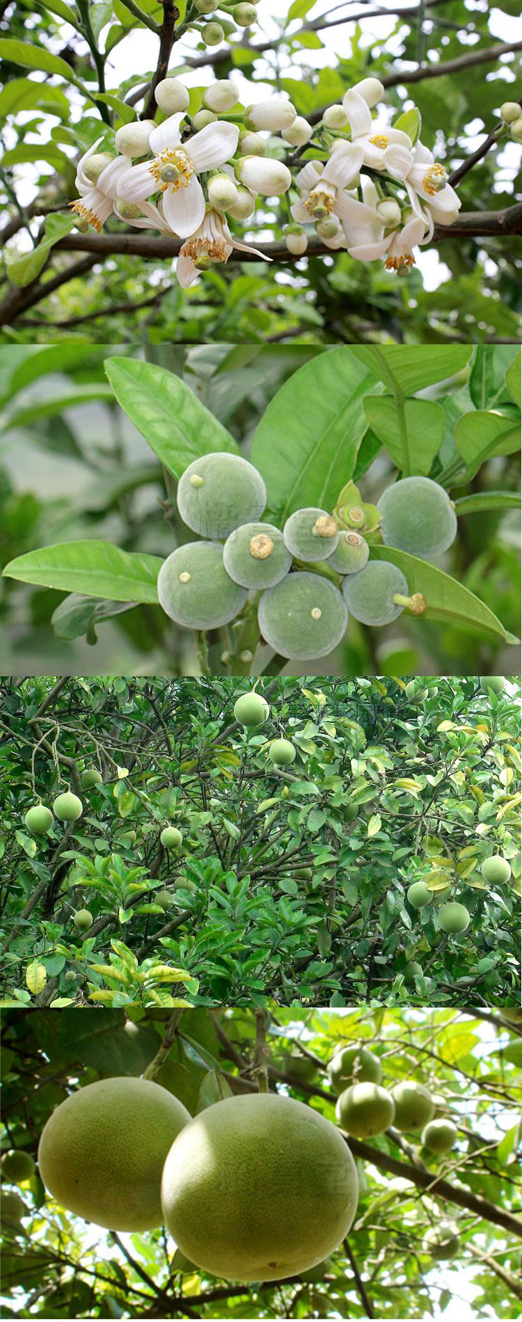 闪电发货化州特产正宗正毛化州化橘红陈果相连切片老少佳宜化州桔红果