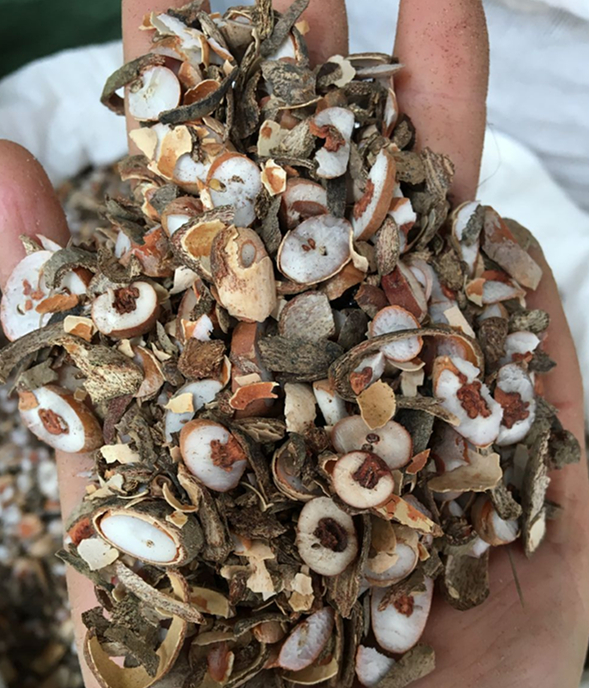 秦霄堂 野葵扇子 葵扇籽 葵树籽 葵树子 蒲扇子 蒲葵子中草药原材料新