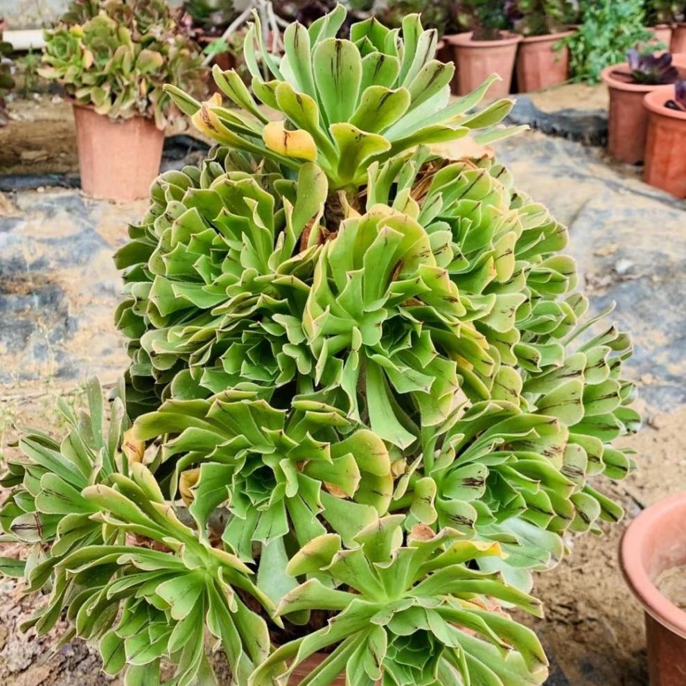 多肉植物超大法师多头花卉花盆栽精品套餐园艺盆栽 娜迦女王10头以上