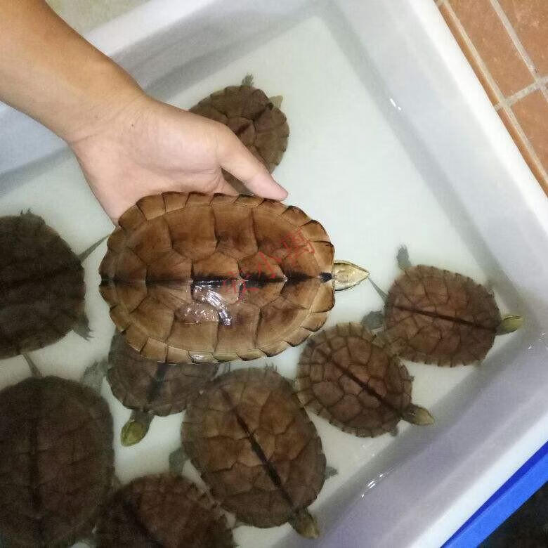 【安小离】纯种南石北石龟大乌龟稀有宠物活体观赏龟苗 背甲长度3到4