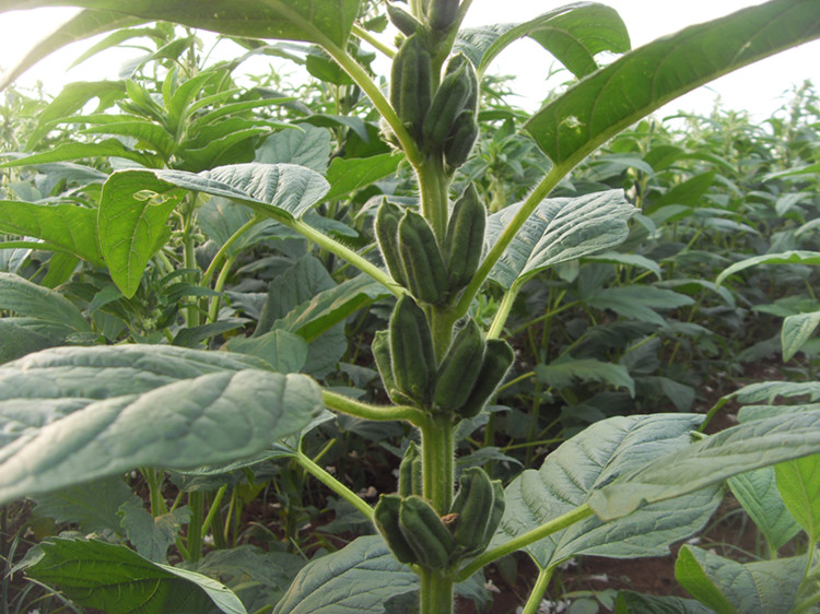 赣香婆 熟黑芝麻即食 驻马店有机河南特产500克 产500克【图片 价格