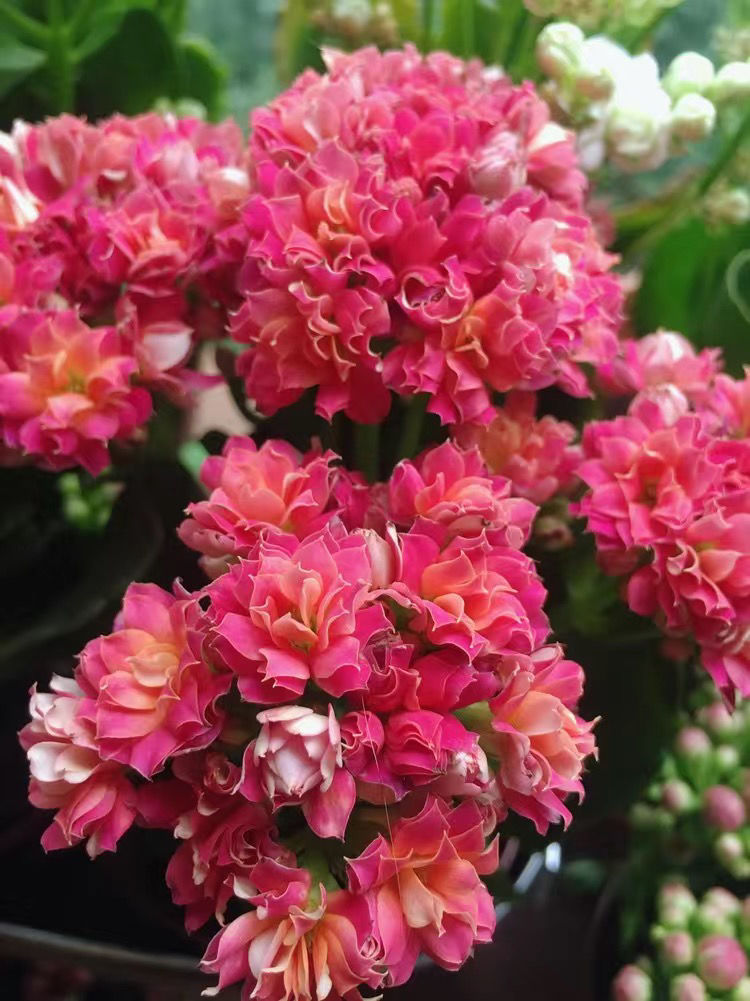 长寿花烟花盆栽大花重瓣绿植室内四季开花好养易活花卉 奔新农 随机2