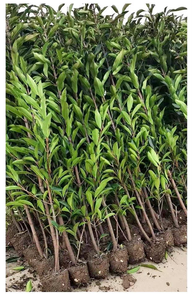 围墙篱笆植物法国冬青树苗北海道黄杨庭院珊瑚树d7北海道苗1米高度141