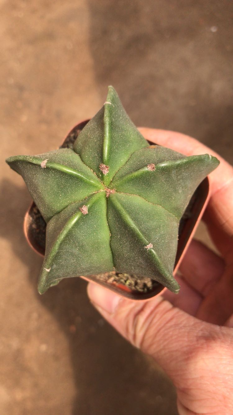 实生五角鸾凤玉仙人掌仙人球多肉植物仙人类绿植花卉千波万波56厘米不