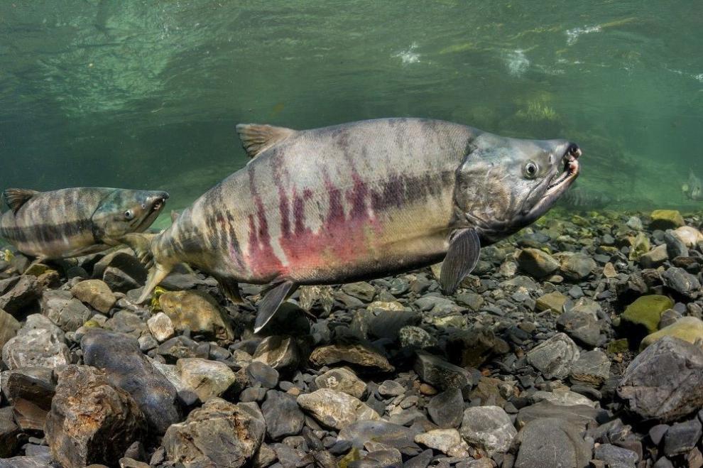 好物推荐鲜美惊大马哈鱼生冷冻无盐黑龙江乌苏里江抚远洄游整条新鲜