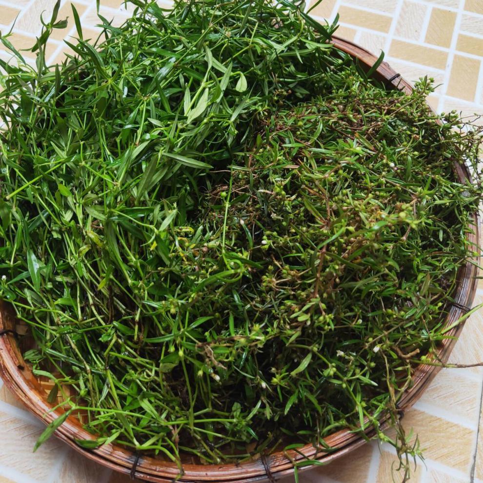 北京同仁堂 农家新鲜白花蛇舌草 百花蛇舌草中草药材 野生蛇利草 蛇