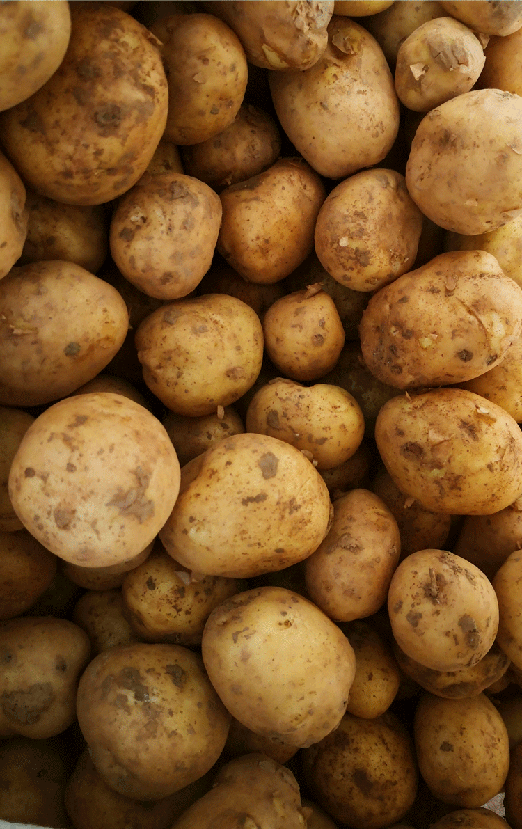 小土豆 新鲜农家土豆5斤四川黄心迷你洋芋马铃薯现挖10斤 4500g【图片
