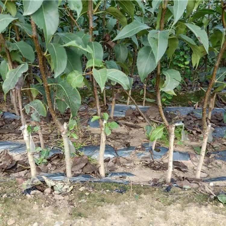 新品种皇冠梨树苗中熟梨苗香梨水晶雪梨嫁接梨树苗地栽当年结果树六年