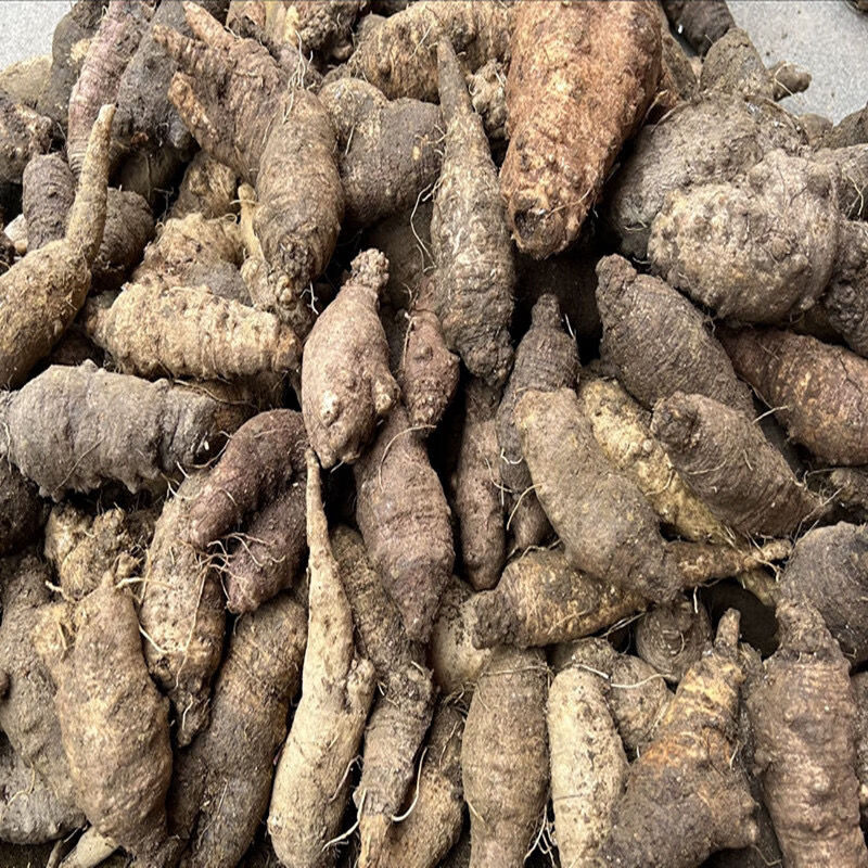 野生新鲜山海螺中药四叶参羊乳奶参现挖现货干货500克自然晒干山海螺