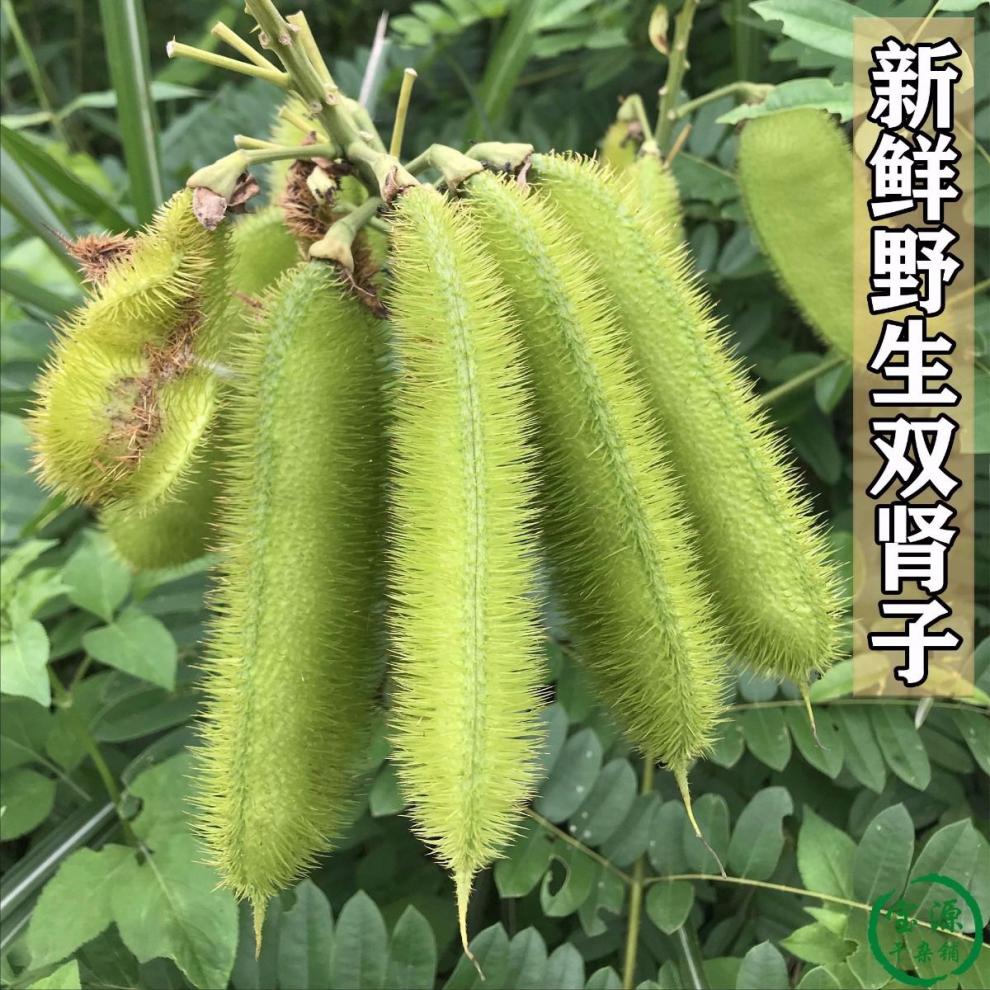 双肾子阴阳子风流果温肾男性泡酒料广西野生特级500g 阴阳子500g