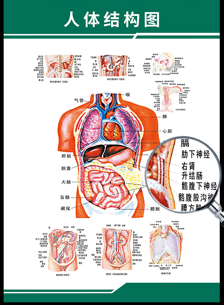 女的内脏结构图背面图片