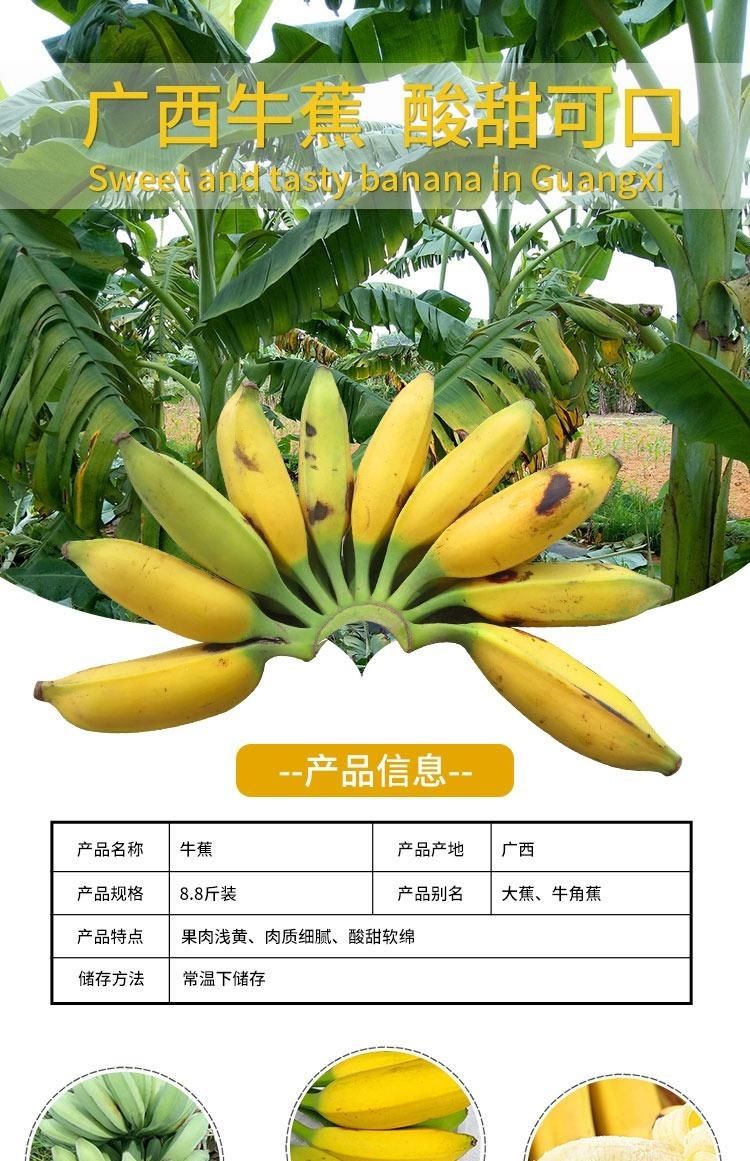 广西牛角蕉芭蕉牛蕉大蕉大芭蕉牛角蕉净重新鲜香蕉水果酸甜香蕉精选