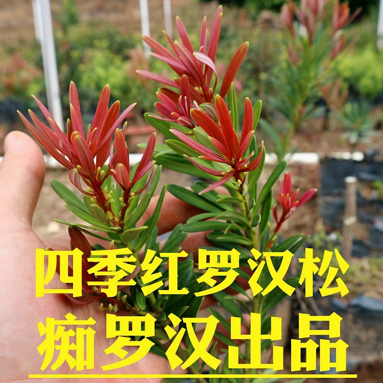 姜芮四季红罗汉松海岛红芽新品盆景盆栽素材阳台树苗四季红扦插苗13cm