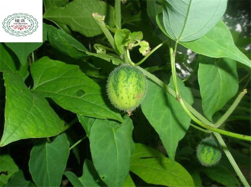 中药材透骨草徐长卿子香附子木鳖子药材种子 透骨草 半斤【图片 价格