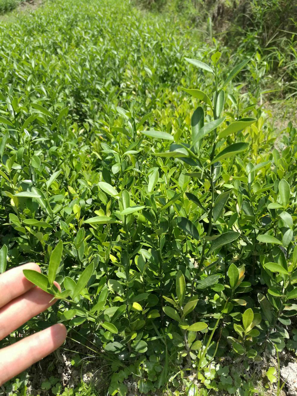 金豆苗盆景小苗豆苗山桔苗野山柑树苗长青金豆苗木苗圃直销5年结果