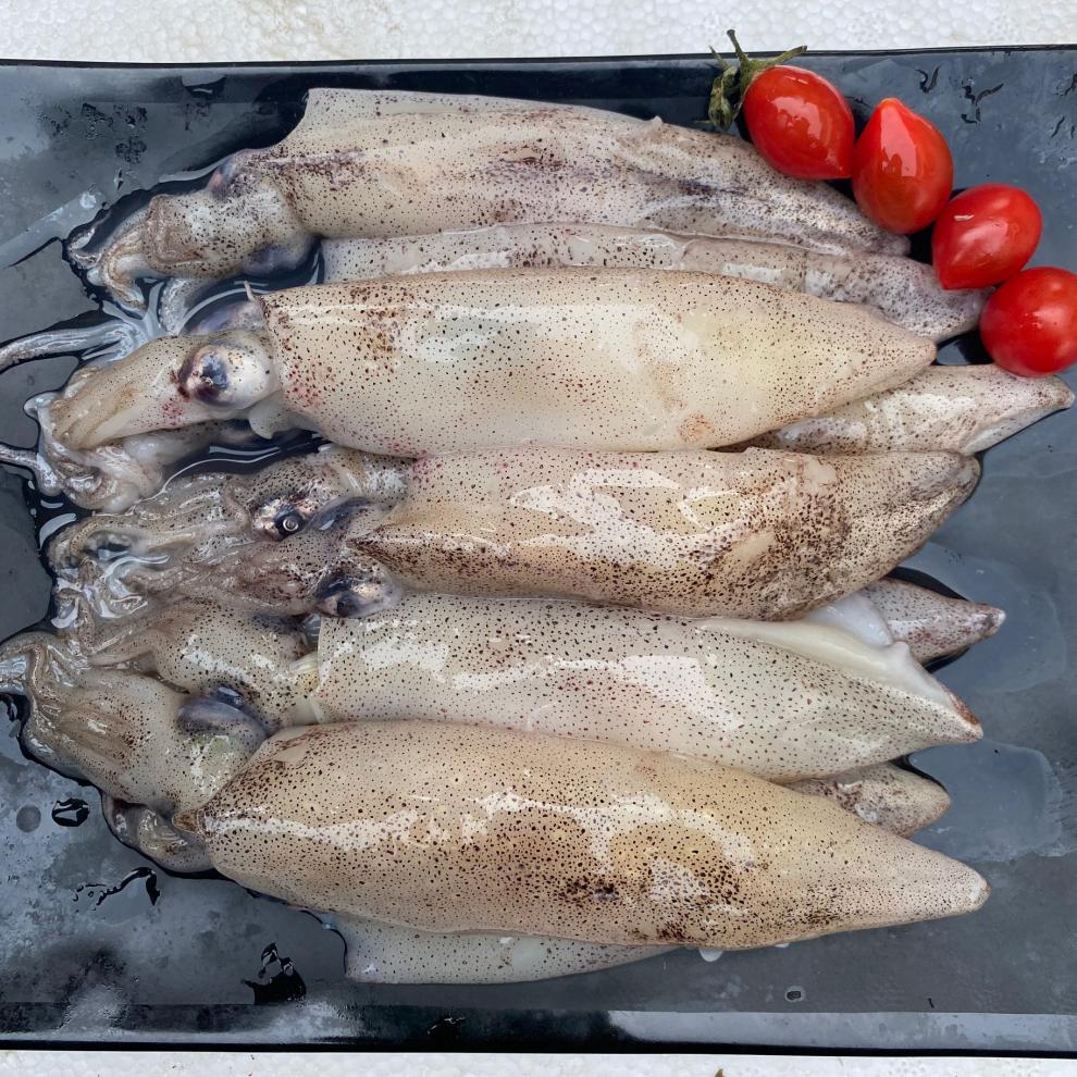 新鲜大笔管鱼小海兔子鲜活籽乌冷冻乌贼海鲜水产1000g