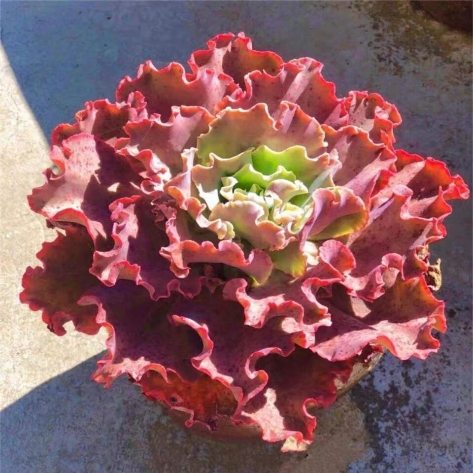 恒日晟多肉植物高沙之翁水瓶座多肉大包菜组合盆栽云南基地多肉 狂野