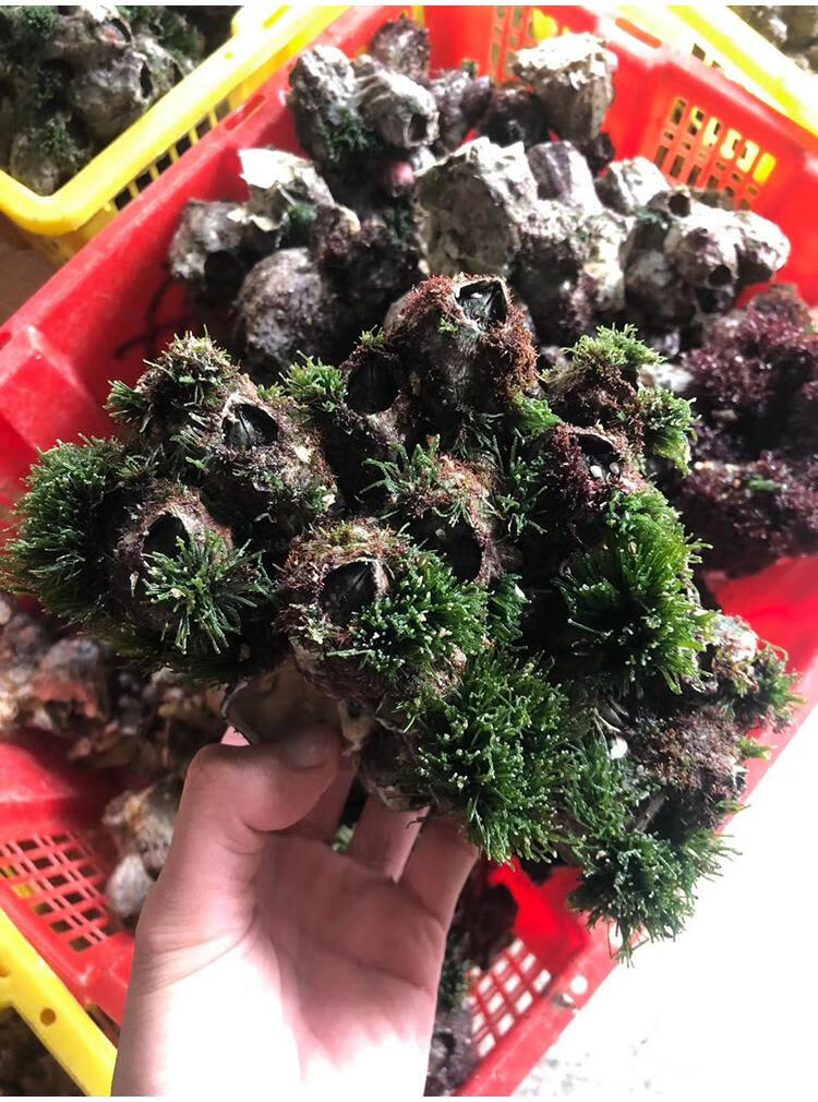 沢素湾野生藤壶鲜活海鲜特大超大雀嘴滕壶曲嘴老婆牙锉火山口3斤装