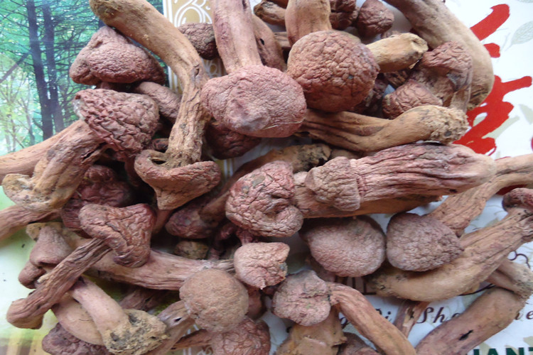 五折东北特产红蘑野生红蘑菇干货松树伞松蘑菇肉蘑钉菌250g全