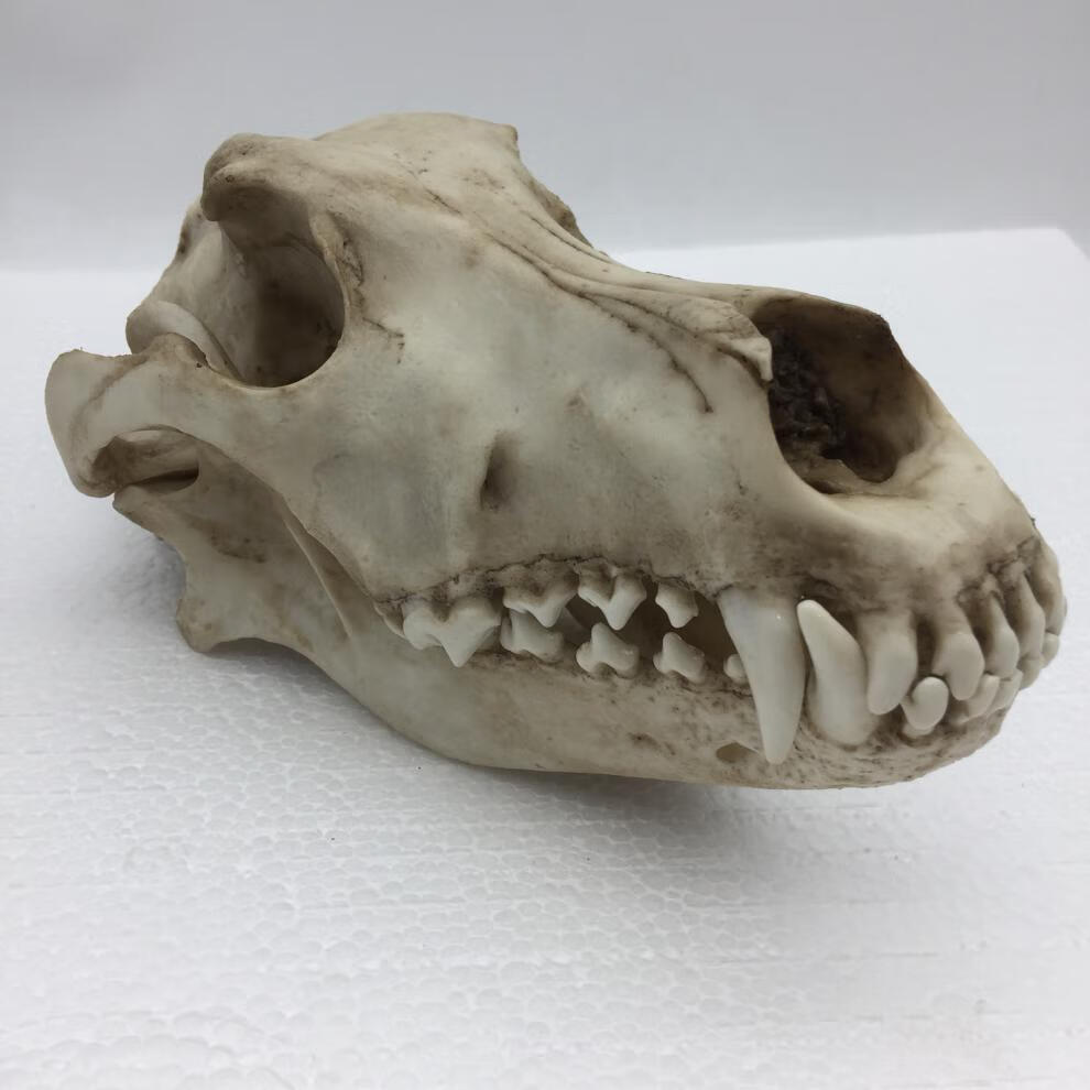 狼头骨骨头色【图片 价格 品牌 报价】-京东