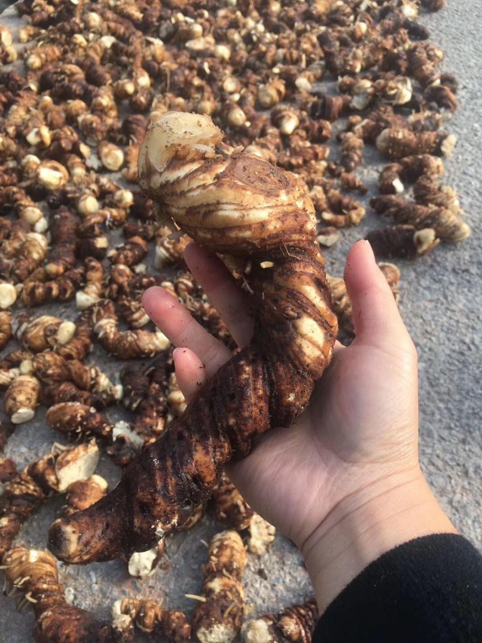 官方旗舰新鲜大个头重楼云南粉质滇重楼大个头七叶一枝花新鲜重楼一斤