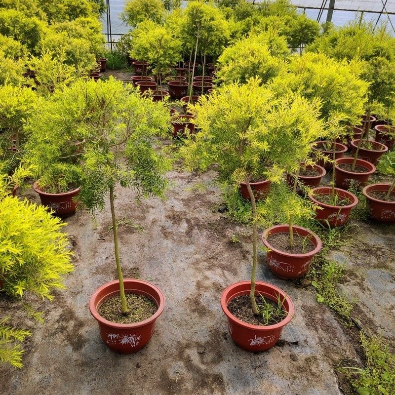 黄金香柳树苗千层金棒棒糖盆栽花镜植物庭院花园木本四季常青绿植 1.