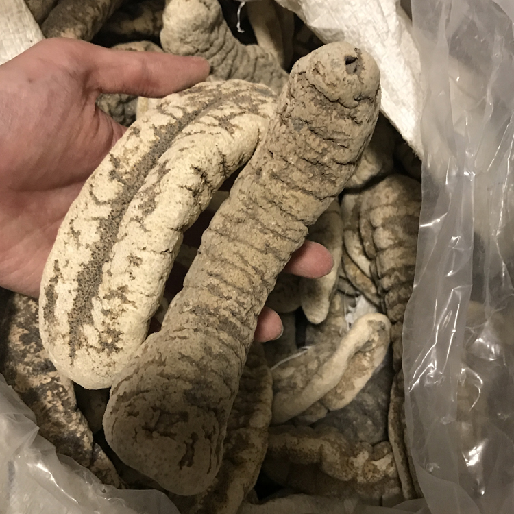 5折 猪婆参 500g 非大连即食辽参海参干货猪婆参淡干海鲜酒店用料