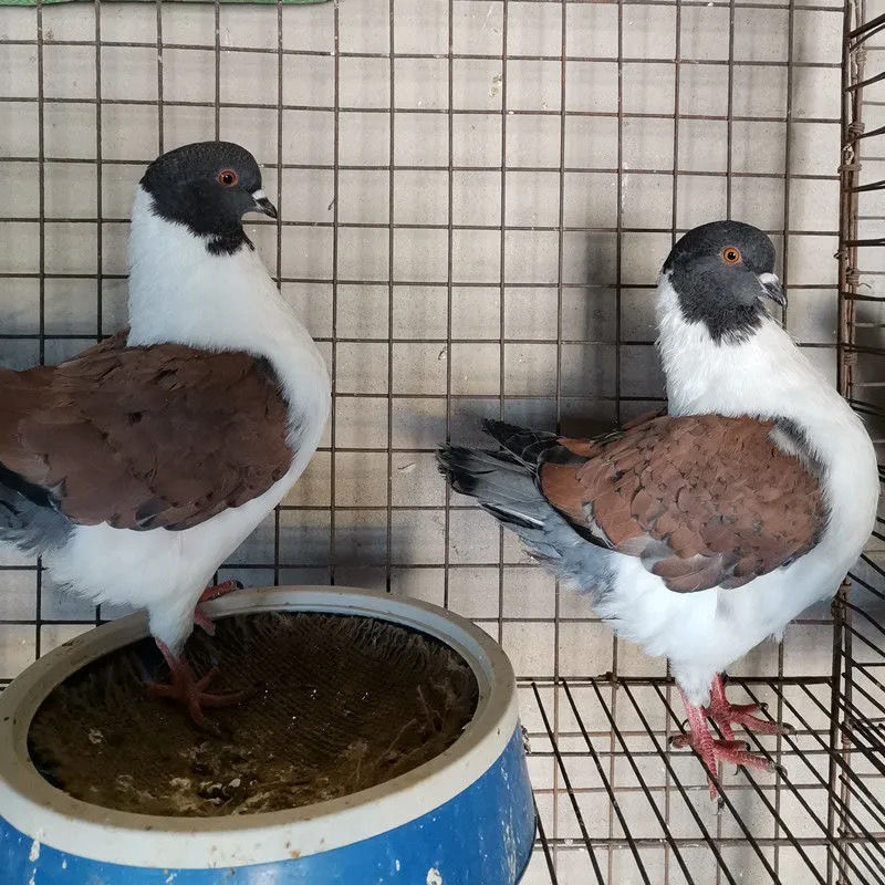 三色摩登那鸽子 种鸽一对【包下蛋】【图片 价格 品牌 报价】-京东