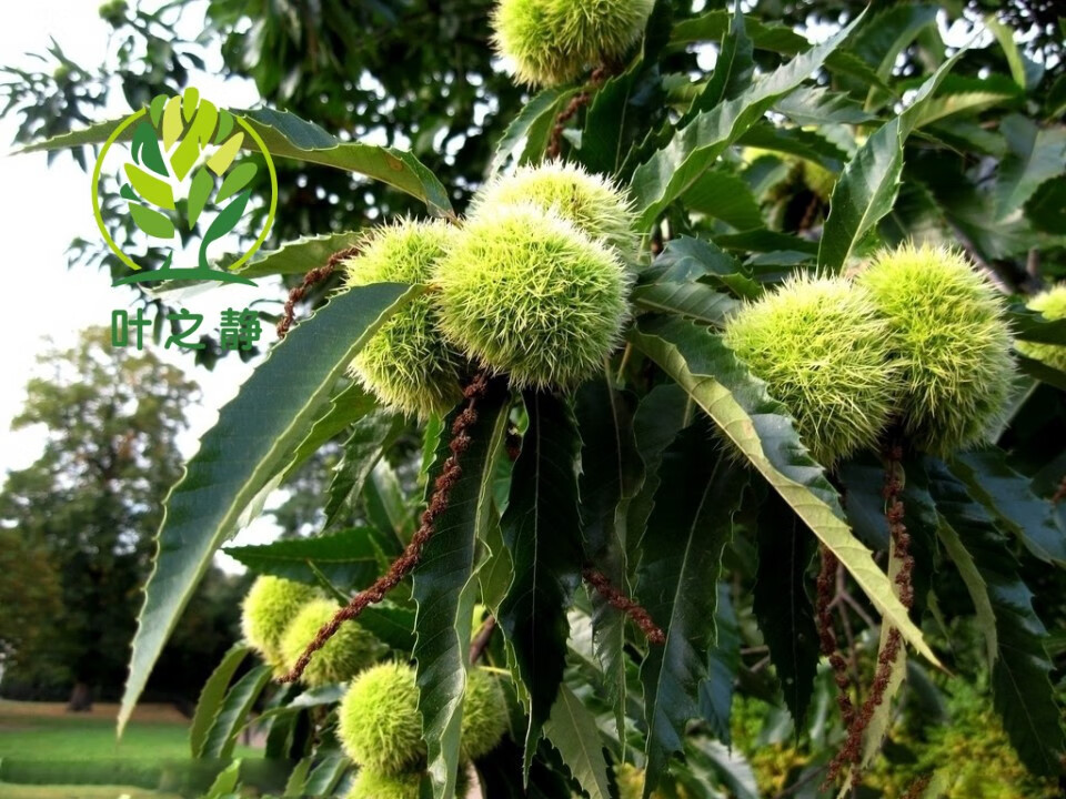 板栗苗 嫁接板栗树苗 栗子苗果树苗嫁接大红袍水果苗栗子苗当年结果