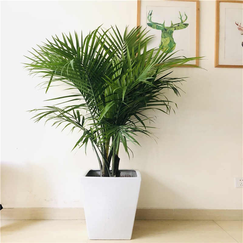 北欧大型绿植国王椰子夏威夷椰子散尾葵凤尾室内盆栽植物观叶绿植