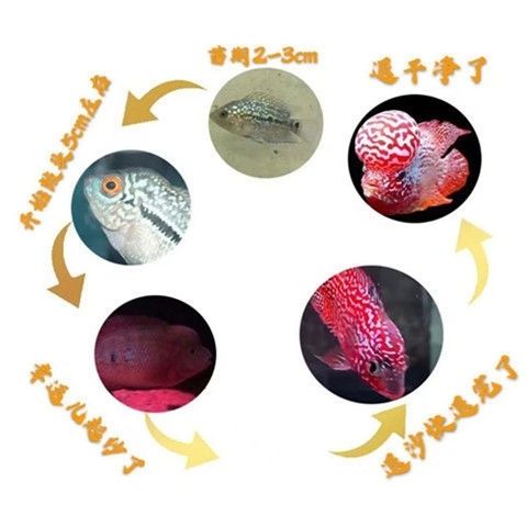 罗汉鱼苗热带观赏鱼长寿鱼鱼好养花纹漂亮爆头率高火凤鱼苗红金花鱼苗