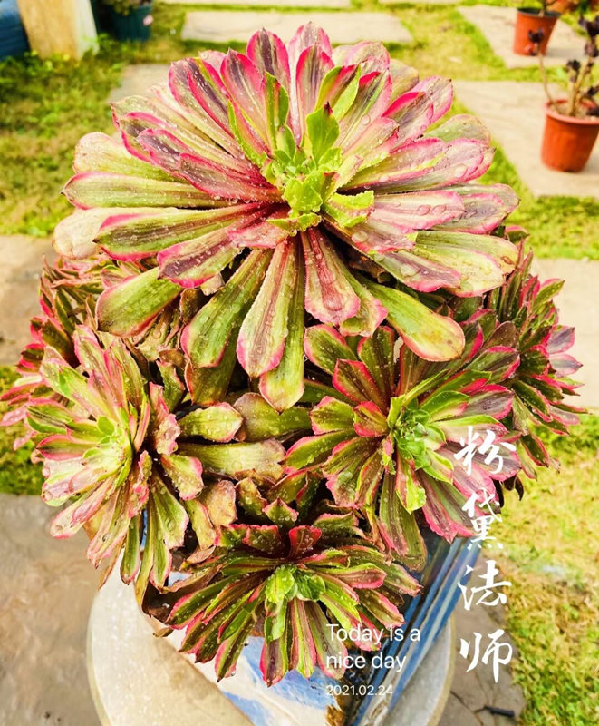 多肉法师红黑铜壶法师老桩一物一拍黑法师绿法师多肉植物绿植铜壶单头