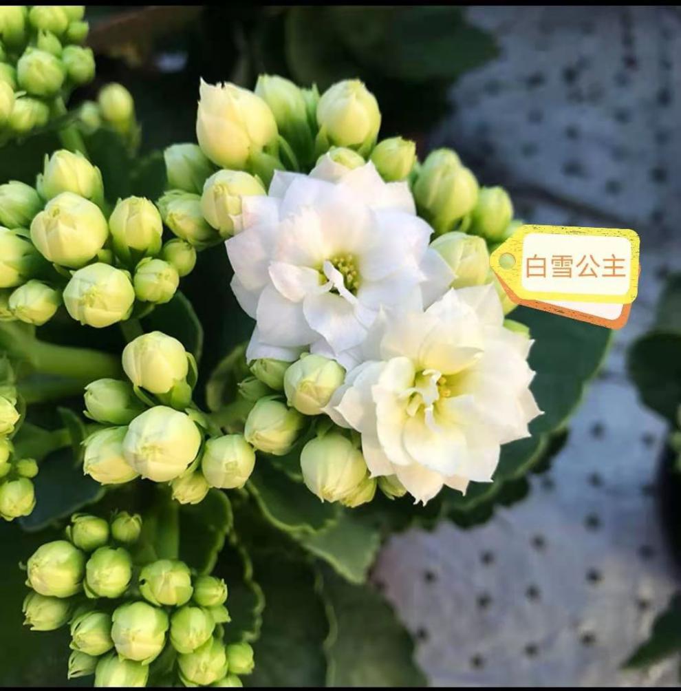 元井长寿花长寿花金狐狸盆栽重瓣新品客厅室内花卉凯特斯带盆栽好