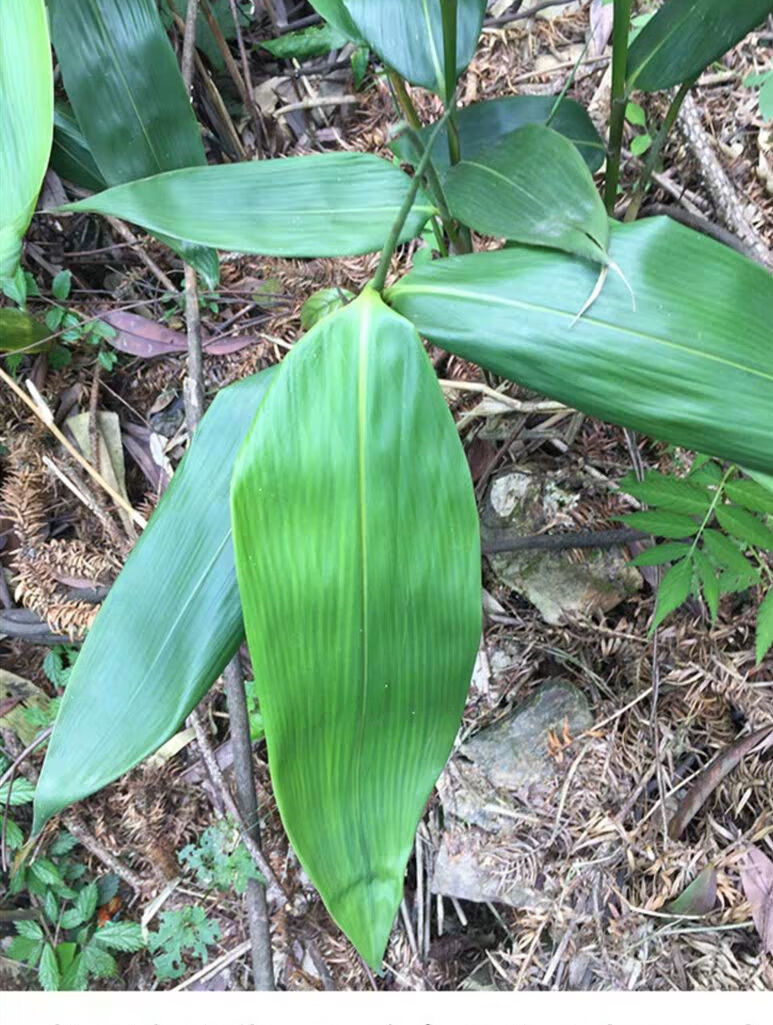 包粽子的粽子叶真空包装粽叶包粽子粽叶新鲜大叶家用特大棕叶子 100片