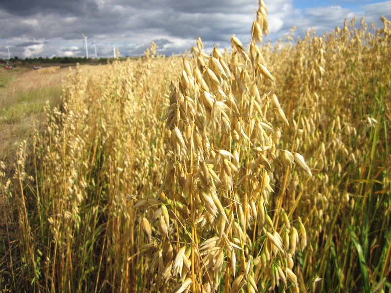 新米燕麦米五谷杂粮生裸燕麦仁米莜麦全胚芽内蒙古5斤斤 燕麦米(5斤*2