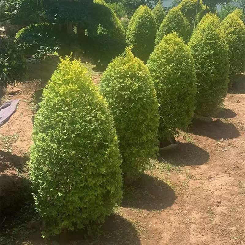 棒棒糖造型小叶女贞球别墅四季常青绿篱植物庭院风景楼顶绿化球形