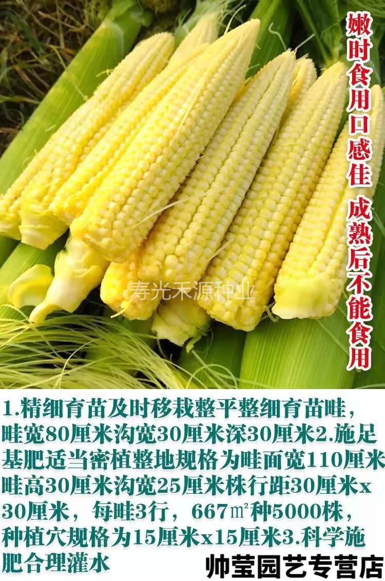 春枝韵超甜玉米笋种子小玉米芯仔种籽鲜食脆甜水果迷你玉米嫩苞米籽四