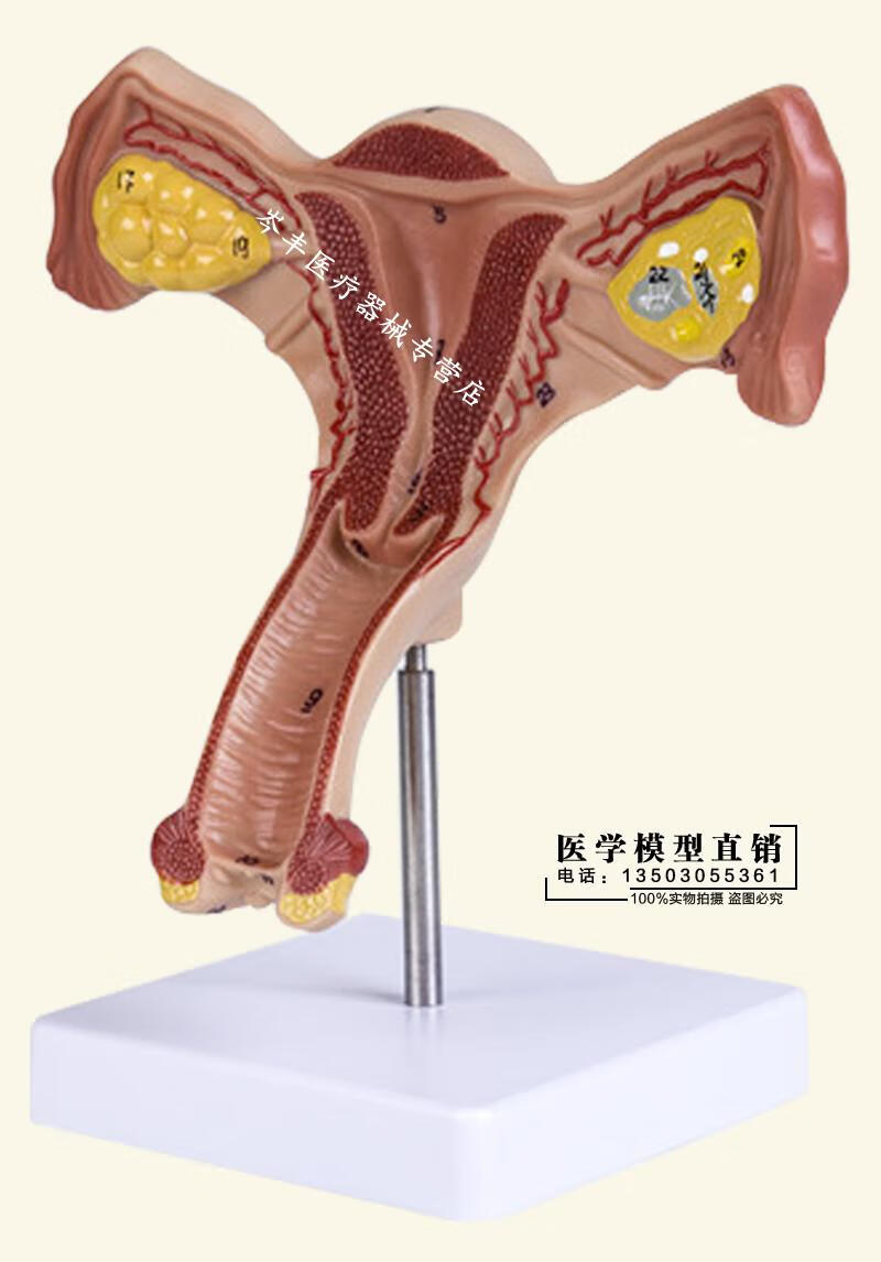 【免费开票】 人体子宫卵巢 阴道 女性内外生殖器官模型 生殖科妇科